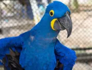 Arara-azul já pode ser visitada no Mangal das Garças 