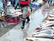 Governo restringe saída do pescado na Semana Santa