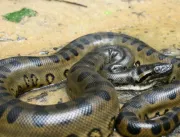 Cobra gigante é morta após devorar cachorro no Par