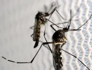 Casos de dengue em todo o país aumentam 95% em relação a 2021 