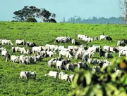 Setor de carnes do Pará tem prejuízos de R$ 6,6 bi