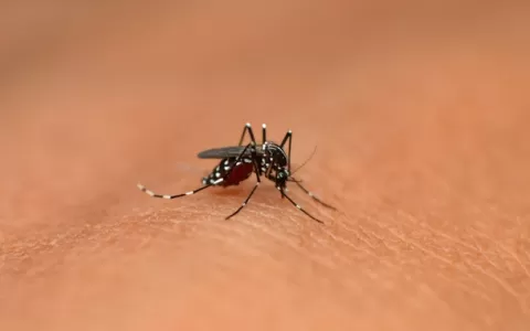 SES-MG investiga possível óbito por chikungunya em