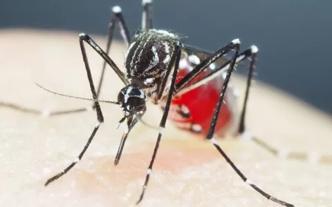 Sete Lagoas registra mais um óbitos por Dengue