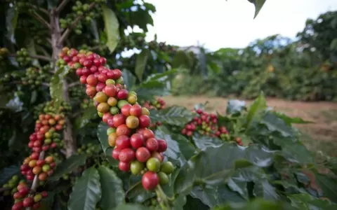 ​Preços do café têm forte alta em 2021