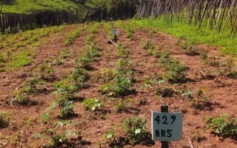 Agricultores familiares testam cultivo de mandioca