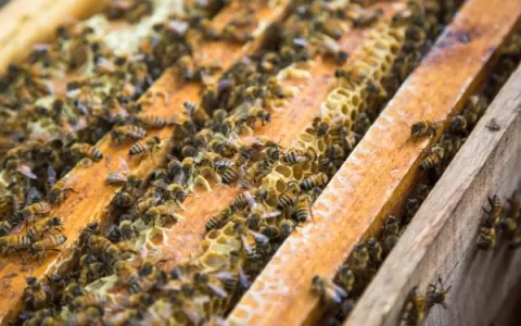 Menina de 5 anos morre após ser picada por abelhas