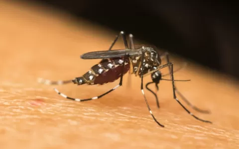 ​Brasil ultrapassa marca de 500 mil casos de dengu