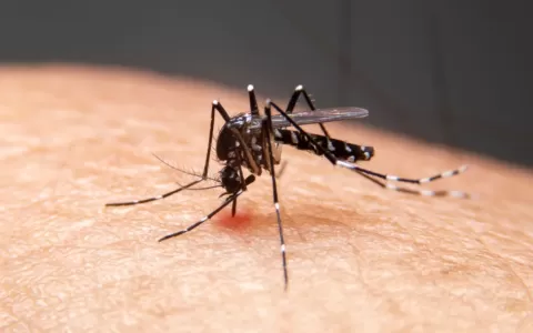 Dengue: MG tem mais de 70 cidades em situação de e