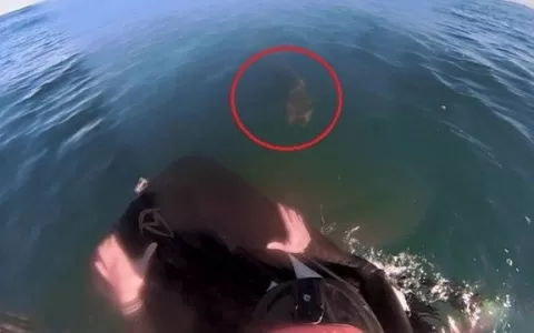 Vídeo mostra surfista fugindo de tubarão na Austrá