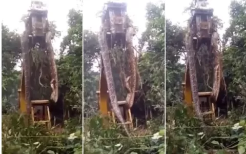 Cobra gigante é retirada de floresta por escavadei