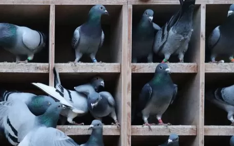 China soltou milhares de pássaros criados em labor
