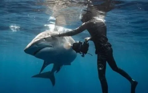 Mergulhador faz manobra para afastar tubarão-tigre