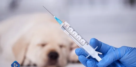 FVS alerta para a importância de vacinar cães e ga