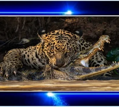 Flagrante de onça atacando jacaré no Pantanal é um