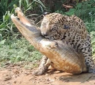 Onça Mick Jaguar crava os dentes em jacaré e o arrasta para a selva; veja vídeo