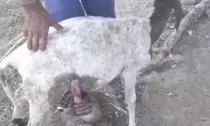 Cães voltam a atacar na fazenda Lagedo e matam mai