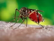 Dengue no Brasil: saiba como evitar o mosquito Aed