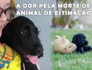 Virose canina: Doença já levou vários cães a morte