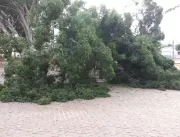 Grande parte de árvore na Praça Manoel Novais cai 
