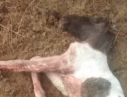 Cachorros matam potro recém nascido em Serrolândia