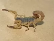 Venenosos, escorpiões se reproduzem com maior inte