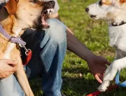 Mulher tenta parar briga de cachorro em Serrolândi