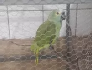 Papagaio é apreendido após anunciar chegada de pol