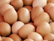 Produção de ovos de galinha caipira traz novas per