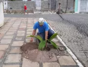 Prefeitura faz substituição de árvores em Serrolân