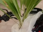 Guarda Municipal de Serrolândia recupera palmeiras