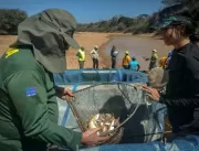 Ibama resgata 230 mil peixes na lagoa de Itaparica