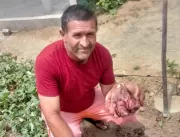 Serrolandense colhe batata-doce gigante no quintal
