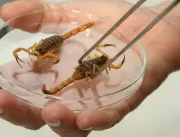 Mulher morre após ser picada por escorpião na Bahi