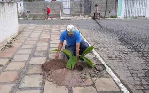 Prefeitura faz substituição de árvores em Serrolân