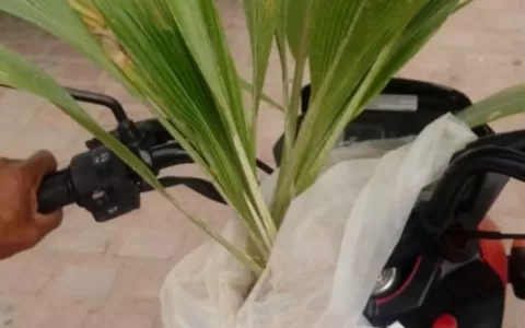 Guarda Municipal de Serrolândia recupera palmeiras