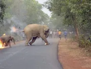 Imagem de filhote de elefante em chamas vence conc