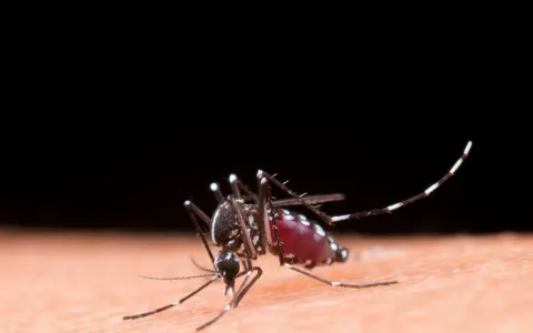 Epidemia de dengue se alastra no Rio de Janeiro 