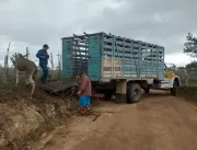 Polícia Rodoviária Estadual recolhe mais animais n