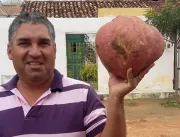Em Serrolândia, cidadão colhe batata doce gigante