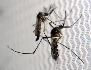 Brasil tem mais casos de chikungunya do que de zik