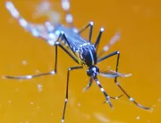 Zika sofre mutações e vacina encontrá problemas, d