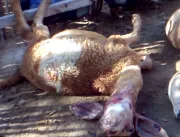 Cães atacam ovelhas de pecuarista na comunidade de