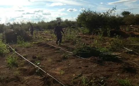 Polícia Civil e Guarda Municipal erradicam plantaç