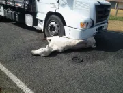 Caminhão carregado de mármore atropela e mata vaca