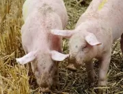 Vírus que infecta porcos na China é encontrado em 