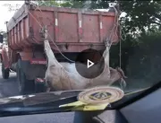Caém: Proprietário de caçamba afirma que animal es