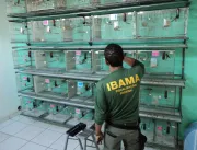 Ibama suspende 33 criadouros de animais por irregu
