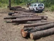 Onze pessoas são presas por desmatamento ilegal em