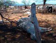 Mais de 60 cabeças de gado aparecem mortas em faze
