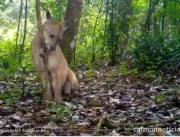 Felino é registrado por câmeras no Parque Estadual